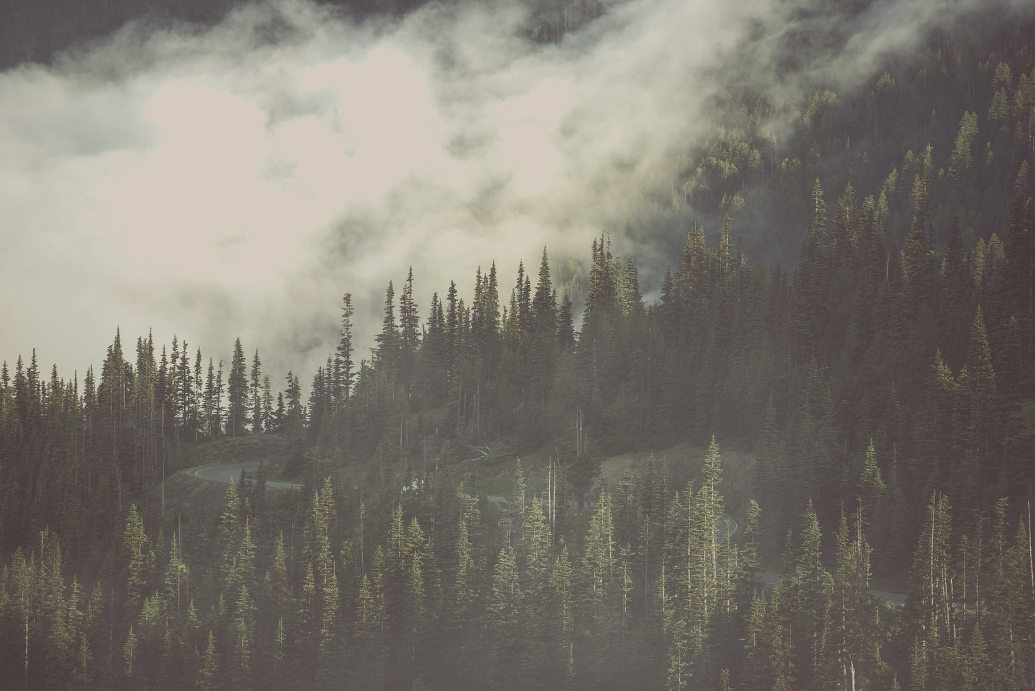 Forest at high altitude where high quality herbs are produced